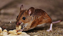 24 Hour & Emergency Exterminators in Parris Island, SC